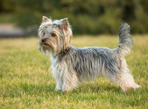 Yorkshire terrier cane poster - cane,