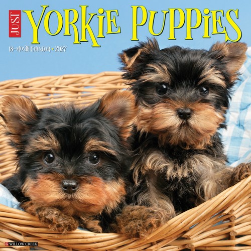 Yorkie puppies 2027 - yorkie, calendario