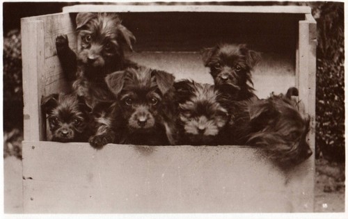 Adorabili cuccioli yorkshire - cuccioli,