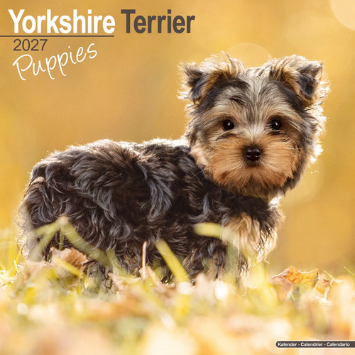 Yorkshire terrier puppies - yorkshire,