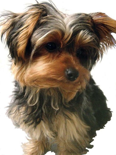 Yorkshire terrier poster - yorkshire,