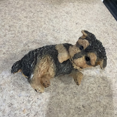Encore group yorkshire terrier - yorkshire,