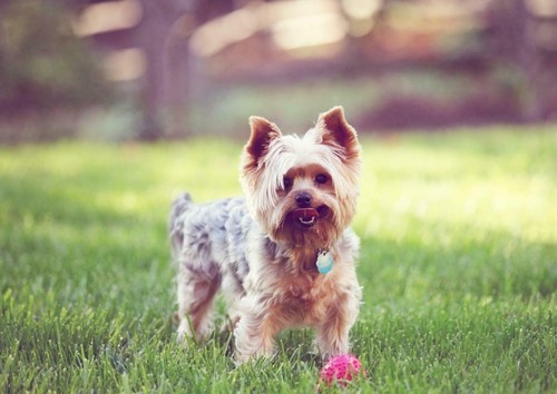 Yorkshire terrier cane poster - terrier,