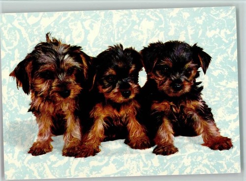 Yorkshire terrier cucciolo - terrier,