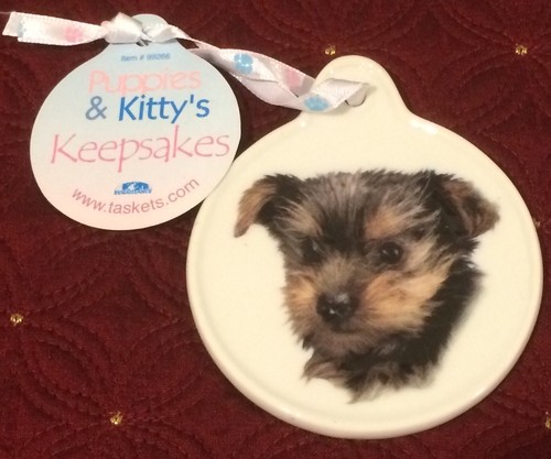 Yorkshire terrier ricordo - terrier,