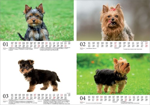 Hundezauber yorkshire terrier - yorkshire,