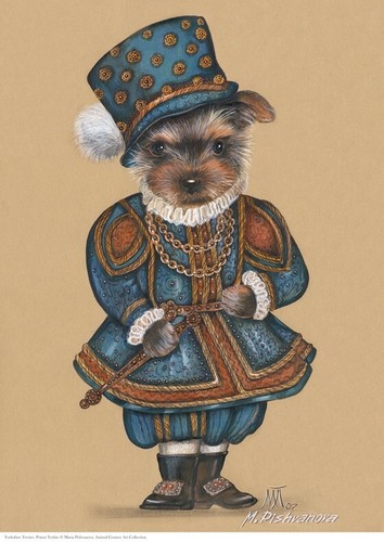 Yorkshire terrier prince - terrier,
