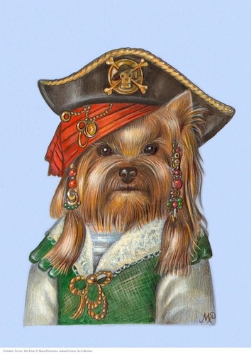 Yorkshire terrier the pirate - the,
