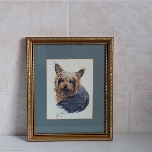 Robert may yorkshire terrier - may,