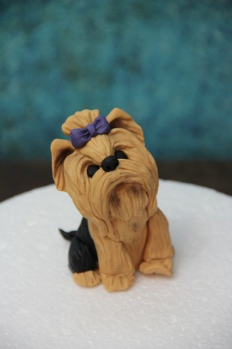 Yorkie yorkshire terrier - yorkshire,