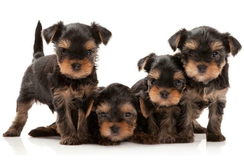 Yorkshire terrier cane poster - cane,