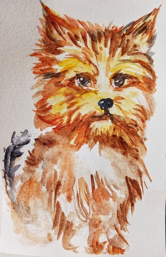Yorkshire terrier originale