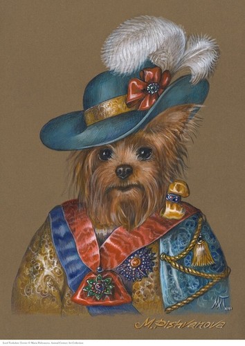 Yorkshire terrier lord - yorkshire,