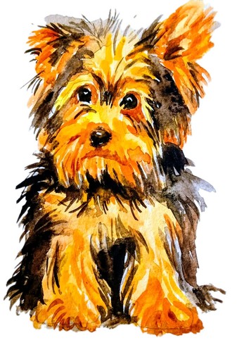 Yorkshire terrier dog art - terrier,