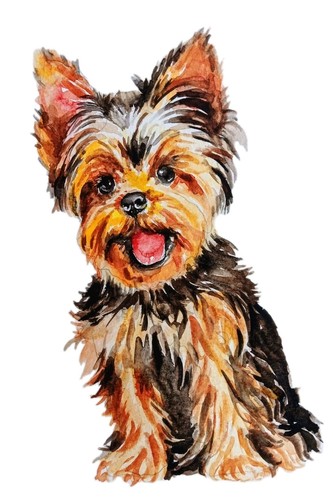 Yorkshire terrier arte cane