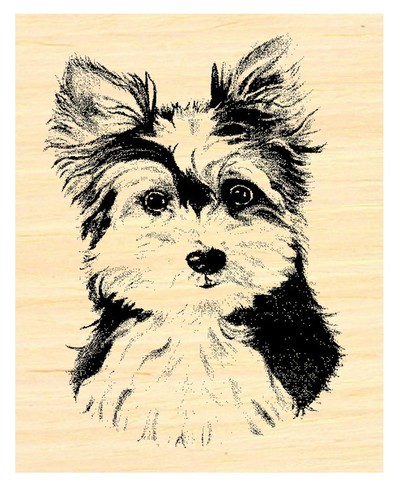 P31 yorkshire terrier cucciolo - p31,
