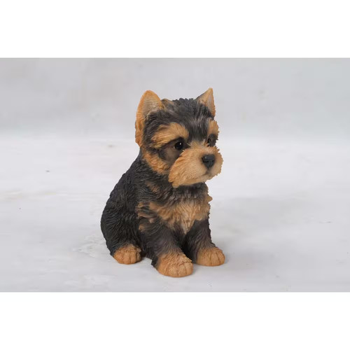 Cucciolo yorkshire terrier - yorkshire,