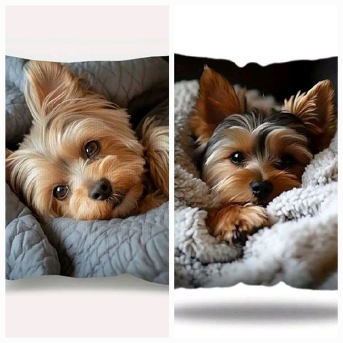 Yorkshire terrier - yorkshire,