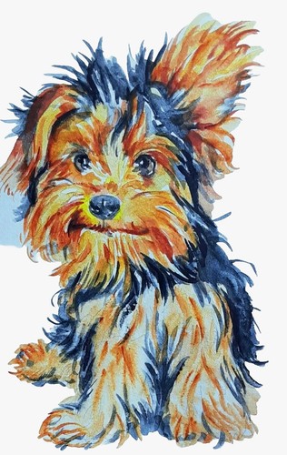Yorkshire terrier arte - , cane