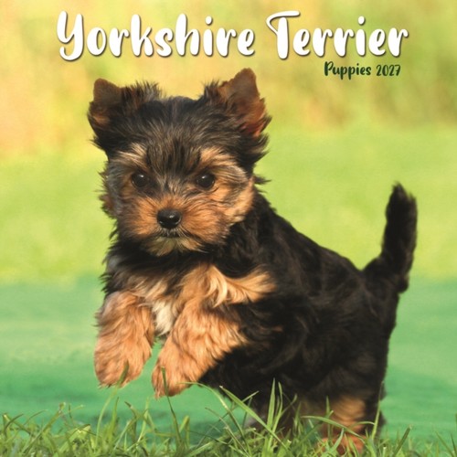 Yorkshire terrier puppies mini - yorkshire,