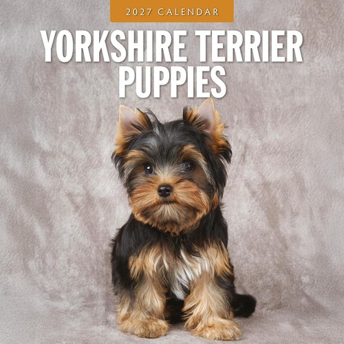 Yorkshire terrier cuccioli - terrier,
