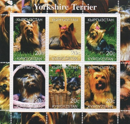 Yorkshire terrier cane animale - yorkshire,