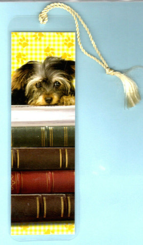 Yorkie yorkshire terrier - yorkie,