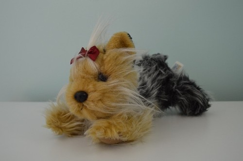 Animal alley yorkie cucciolo - animal,