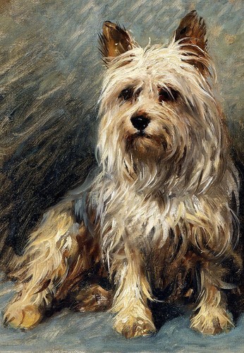 Yorkie cucciolo yorkshire - cucciolo,