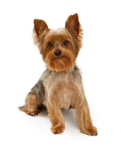 Yorkshire terrier cane - cane, poster