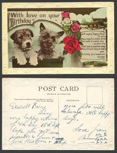 Fox terrier yorkshire - terrier,