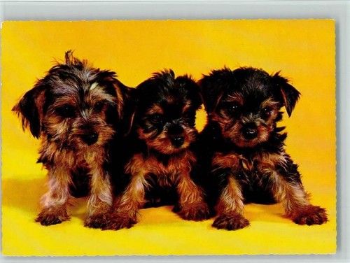 Yorkshire terrier cuccioli - yorkshire,