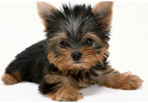 Yorkshire terrier cane poster - yorkshire,