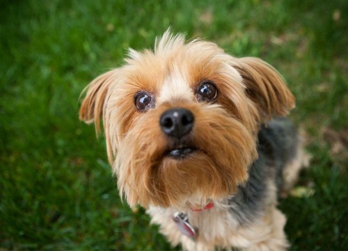 Yorkshire terrier cane poster - yorkshire,