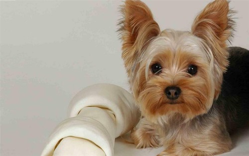 Yorkshire terrier poster - terrier,